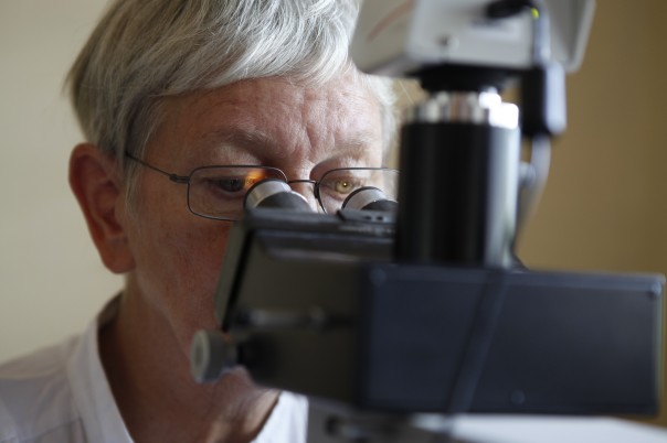 Frau Schimanowski- Thomsen bei ihrer Arbeit am Mikroskop